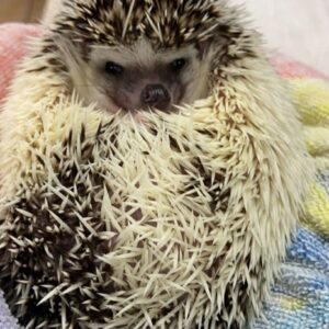 hedgehog